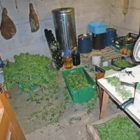 Konopljo sta spravila v klet skupaj z jabolki, vinom in pršuti