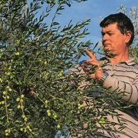 Milan Saksida ima okrog Zalošč v Vipavski dolini 500 oljk