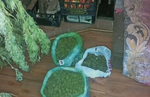 Postojnčana pripravila 15 kilogramov konoplje za preprodajo