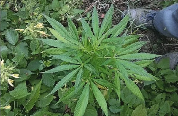 Policisti so v eni od “brkinskih kotanj”  opravili ogled kraja in sadike poželi