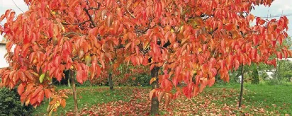Z oktobrom se končuje  obdobje nadpovprečno visokih temperatur