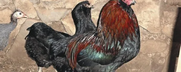 Indijanske kokoši aurokana, ki nosijo zelena jajca brez holesterola