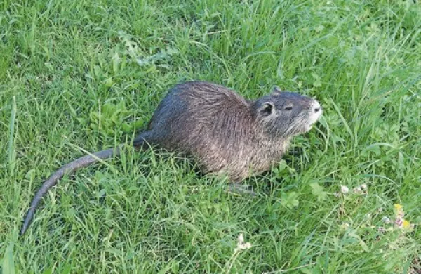 Nutrije so zakonsko zaščitene, zato jih ni dovoljeno zatirati 