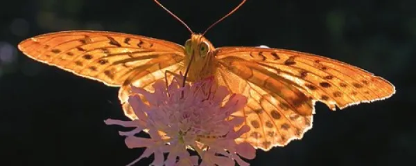 Samček gospice (Argynnis paphia) med srkanjem medičine na grintavcu