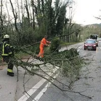 Polomljena  drevesa na cesti Nova Gorica - Rožna dolina pred predorom Panovec