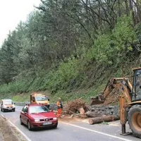 Polomljena padla drevesa na cesti Nova Gorica - Rožna dolina pred predorom Panovec