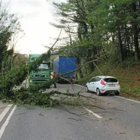 Polomljena padla drevesa na cesti Nova Gorica - Rožna dolina pred predorom Panovec