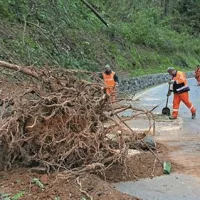 Polomljena padla drevesa na cesti Nova Gorica - Rožna dolina pred predorom Panovec