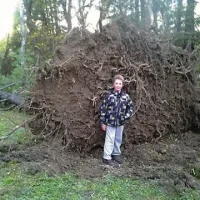 Izruvano drevo v parku Nade Žagar v Ilriski Bistrici