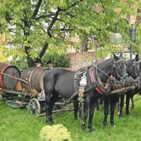 Med najbolj tradicionalne martonove obrede sodi tudi martinova furenga, ki je po tradiciji naredila pot iz Vrtojbe prek Štandreža do Šempetra. Po poti so novodobni furmani mimoidočim radi ponudili kozarček ali dva, vseeno pa jih je na cilju na