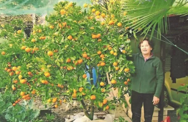 Marijina mandarina je tudi letos bogato obrodila