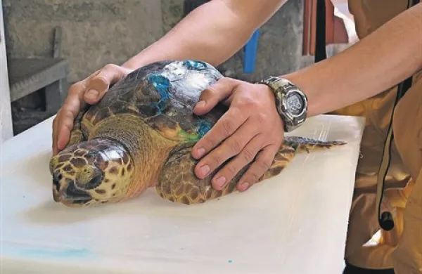 Glavata kareta (caretta caretta)