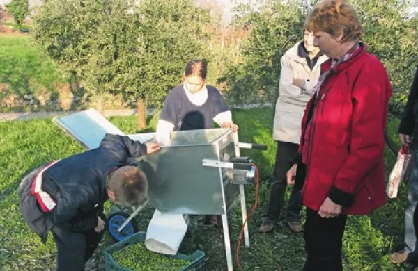 Oljke niso več doma le v Istri in Brdih. Družina Bojanc jih že od leta 2001 prideluje na Vipavskem in iz njih dela celo marmelado.