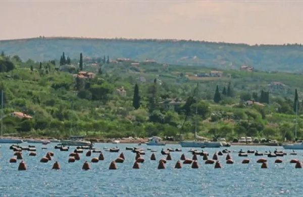 Tri slovenska školjčišča so začasno zaprta