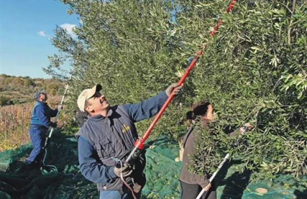 Družina Korenika iz Kort (v ospredju je Robi)  ima oljčnik tudi v Fijerogi, kjer so predvčerajšnjim v mrazu in burji pobirali belico