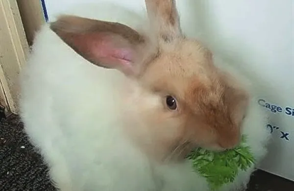Angora zajec