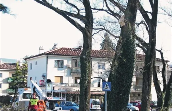 Pred burjo požagali &scaron;e dva topola