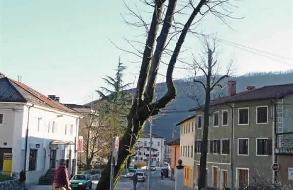 Takoj, ko so drevesa posekali, so park začeli urejati