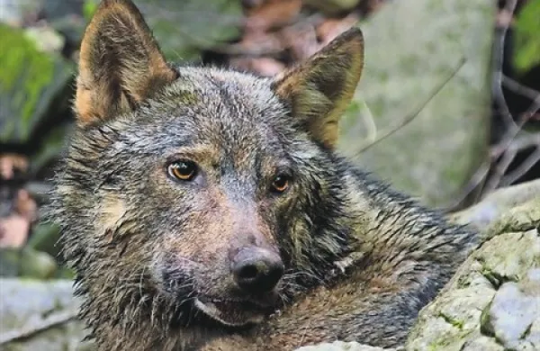 Junija letos bi Tonka skotila sedem mladičev, a ji to ni bilo usojeno. Le nekaj dni pred kotitvijo jo je, visoko brejo, v bližini Selc pri Pivki povozil avto.
