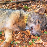 Volkulja Tonka maja lani, ko so ji  z uspavanjem nadeli telemetrično ovratnico. Nosila pa jo je samo do septembra lani, potem je do junija letos po gozdovih okrog Pivke hodila brez nje. 