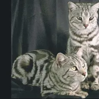 Najpogostejša je tako imenovana mačja bolha, ki lahko preskoči na človeka