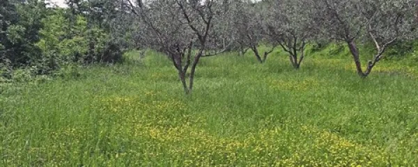 Med oljkami  lahko brez večje škode pustimo preživeti tudi drugim vrstam