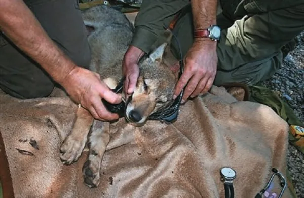 Volkuljo Tino so s telemetrično ovratnico opremili že pred pričetkom projekta SloWolf, leta 2007, ko se je ujela v past za risa