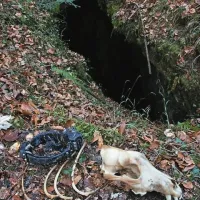 Med ostanki psov in divjadi je bilo 45 metrov globoko tudi okostje volka s telemetrično ovratnico