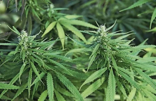 V ameriški zvezni državi Kolorado je z novim letom v veljavo stopil zakon o legalizaciji marihuane