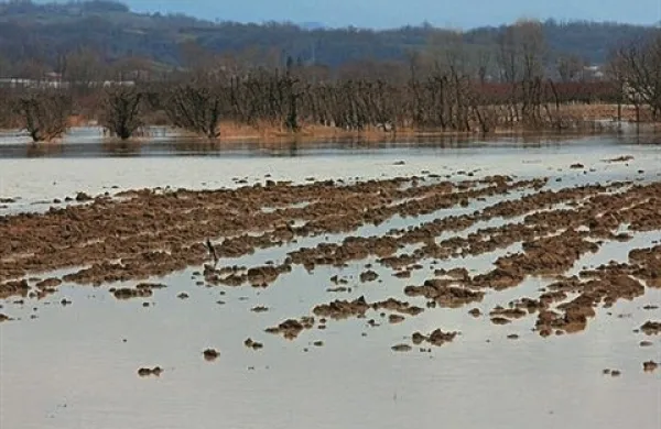 Na mestih, kjer voda zastaja več kot pet dni in korenine zato nimajo zraka, začnejo rastline propadati. Fotografija je simbolična.