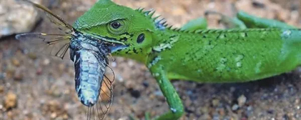  Narava nam na Šrilanki dovoli, da se ji bolj približamo, kot smo vajeni pri nas. Na sliki samička kuščarja rodu Calotes sp. s svojim plenom - škržatom.