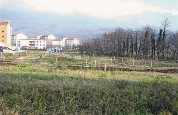 V Ajdovščini so urbane vrtove postavili lani spomladi, letos naj bi jih širili in poskrbeli, da bodo  urejeni. V Novi Gorici se še vedno bodejo o odloku ...