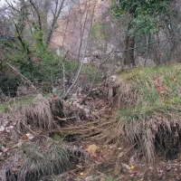 Velika skala, ki drsi proti Bezovici, pod seboj izpodriva zemljo, povzroča plazenje in ruši drevesa 