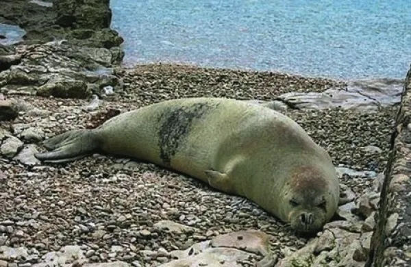 Ogrožena sredozemska medvedica počivala na puljski plaži