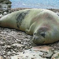Ogrožena sredozemska medvedica počivala na puljski plaži
