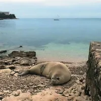 Ogrožena sredozemska medvedica počivala na puljski plaži