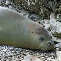 Puljske sprehajalce je pred dnevi na plaži Saccorgiana presenetila sredozemska medvedica, ki se je prišla odpočit na obalo