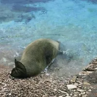 Ogrožena sredozemska medvedica počivala na puljski plaži