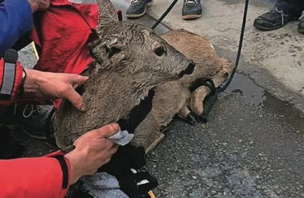 Danes so v koprski marini iz morja reševali srno