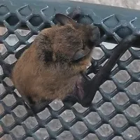 Netopirji v Avstraliji poginjajo