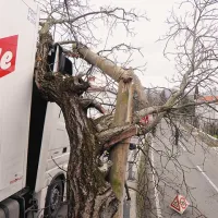 Orehova veja se je nesrečno nagnila in zlomila še drog telefonske napeljave