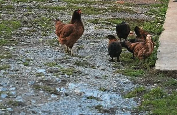 Oblasti v Hongkongu so napovedale zakol okoli 20.000 piščancev, potem ko so na tržnici odkrili živali, okužene z novim sevom virusa ptičje gripe H7N9