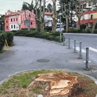 Topola, od katerega je ostal le štor,  najbrž ne bodo nadomeščali, ker je bil preblizu ceste 