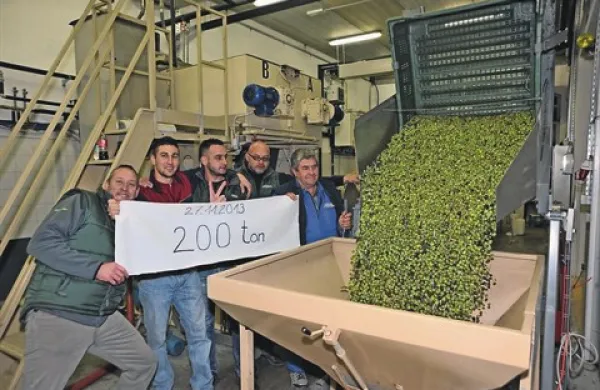  Lani so v oljarni iztisnili za Brda rekordnih 214 ton oljk, izplen je bil visok. Upajo, da bo tudi letos tako. A vreme jim ne gre na roko, saj se bojijo pozebe ...