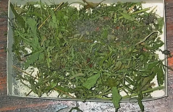Danes so bovški policisti v okolici Kobarida opravili hišno preiskavo pri 41-letnemu moškemu in zasegli približno pol kilograma sumljive zelene rastline