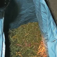 Pol kilograma trave pri 41-letnemu Kobaridčanu