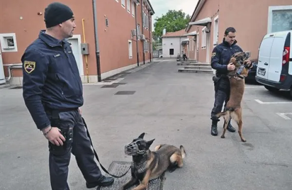 Saša Sandič in Aleš Kajzer svoja štirinožna sodelavca večkrat odpeljeta na daljše sprehode in izlete v naravo tudi takrat, ko nista v službi  