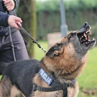 Človeka, ki ni v uniformi, pes zazna kot sovražnika in nanj tudi  glasno opozori 