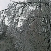 Lokovec danes