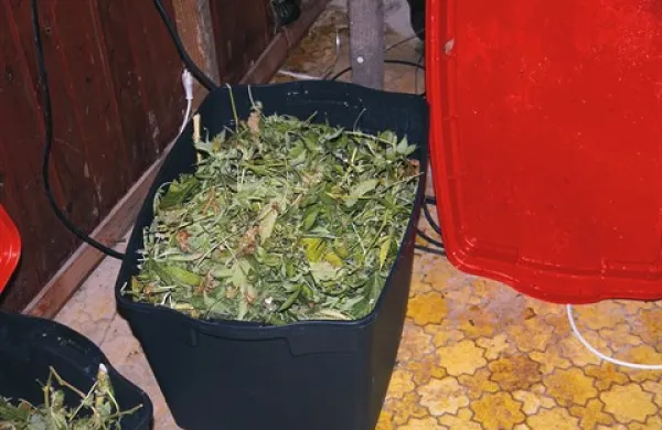 V ponedeljek bo sodišče izreklo sodbo Urošu P. iz Sečovelj, ki je priznal, da je pri Igu gojil konopljo za prodajo